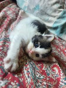 Ragdoll Mix Kittens - Photo 7