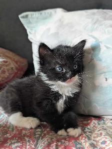 Ragdoll Mix Kittens - Photo 8
