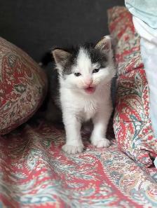 Ragdoll Mix Kittens - Photo 9