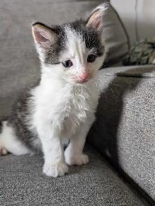 Ragdoll Mix Kittens - Photo 10