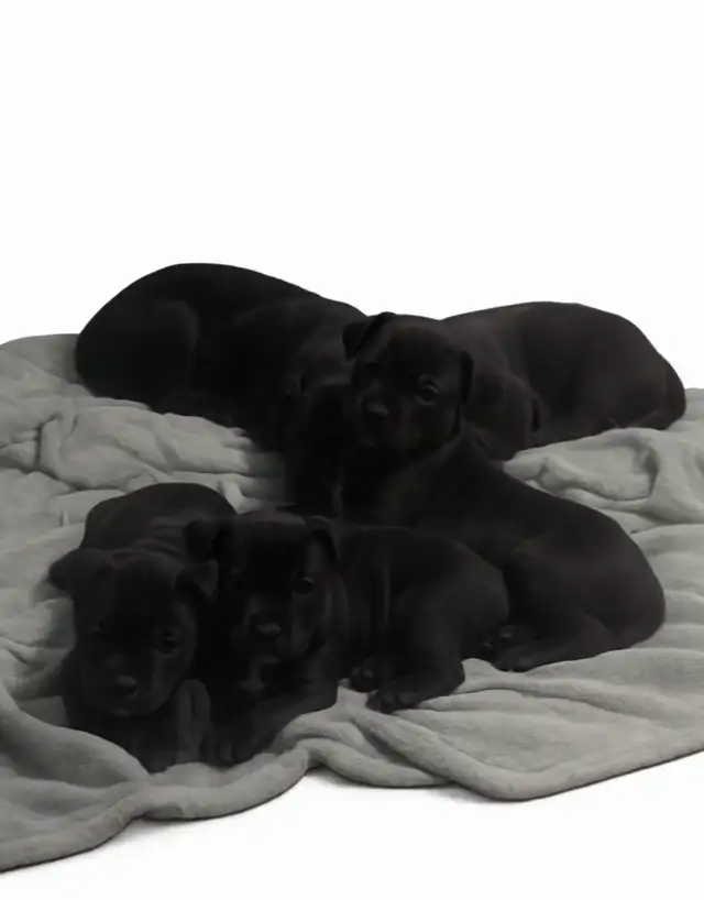 Adorable Puppies Ready for Their Forever Homes!