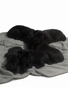 Adorable Puppies Ready for Their Forever Homes!