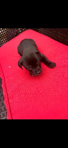 Adorable Puppies Ready for Their Forever Homes! - Photo 2