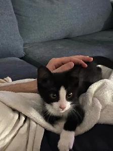 cute kittens