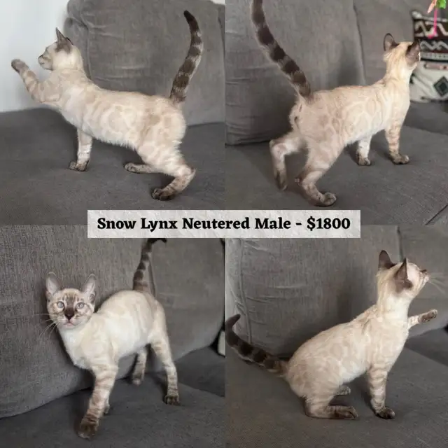 TICA Registered Bengal Kittens