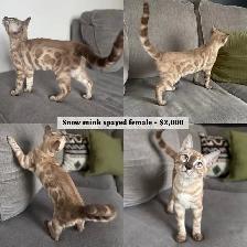 TICA Registered Bengal Kittens - Photo 3