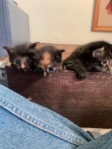 5 beautiful Long hair Kittens ready to find their new family