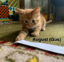 5 beautiful Long hair Kittens ready to find their new family - Photo 3