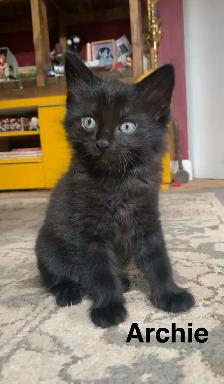 5 beautiful Long hair Kittens ready to find their new family - Photo 4