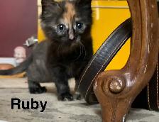 5 beautiful Long hair Kittens ready to find their new family - Photo 5