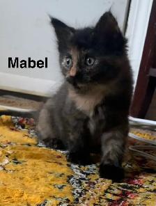 5 beautiful Long hair Kittens ready to find their new family - Photo 6