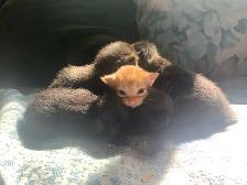 5 beautiful Long hair Kittens ready to find their new family - Photo 8