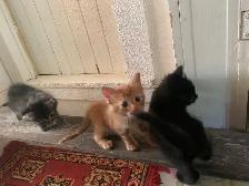 5 beautiful Long hair Kittens ready to find their new family - Photo 9