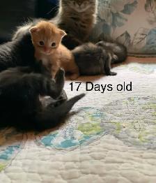5 beautiful Long hair Kittens ready to find their new family - Photo 10