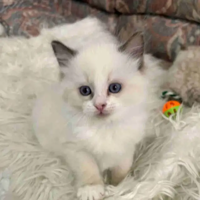 Vet-Certified Ragdoll Kitten | Mississauga
