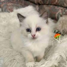 Vet-Certified Ragdoll Kitten | Mississauga