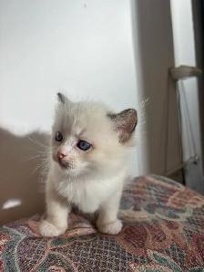 Vet-Certified Ragdoll Kitten | Mississauga - Photo 4