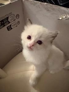 Vet-Certified Ragdoll Kitten | Mississauga - Photo 6