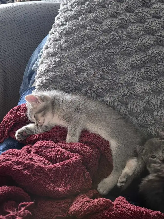 chatons desert lynx