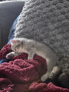 chatons desert lynx