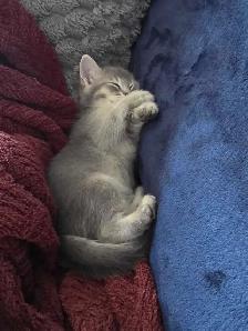chatons desert lynx - Photo 2