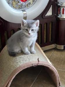 chatons desert lynx - Photo 3