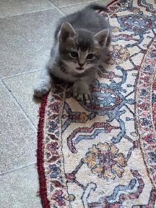 chatons desert lynx - Photo 4