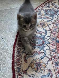 chatons desert lynx - Photo 5