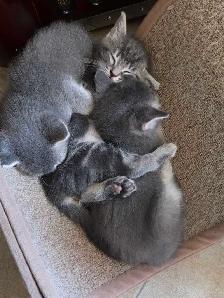 chatons desert lynx - Photo 6
