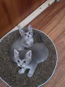 chatons desert lynx - Photo 7