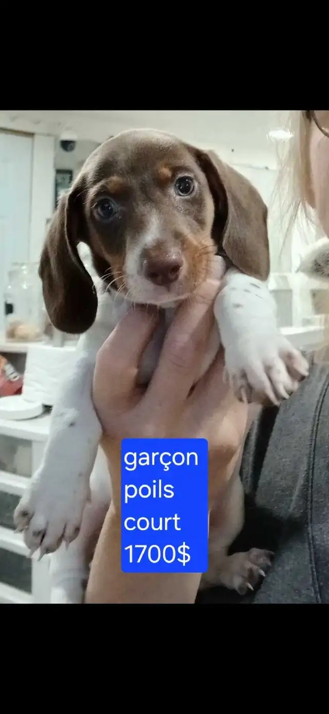 chiot teckel