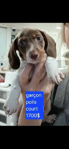 chiot teckel