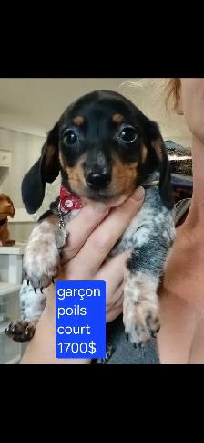 chiot teckel - Photo 2