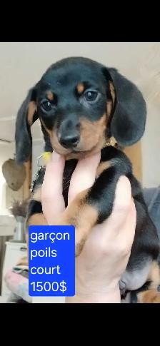 chiot teckel - Photo 3