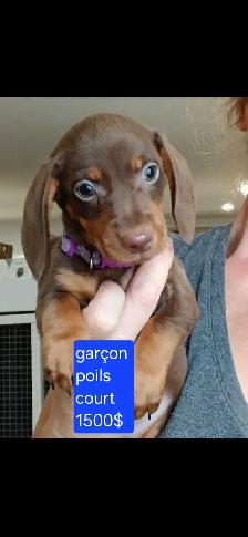 chiot teckel - Photo 4