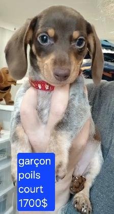 chiot teckel - Photo 5