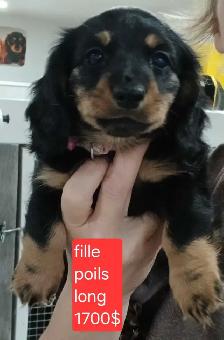 chiot teckel - Photo 6