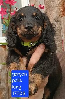 chiot teckel - Photo 7