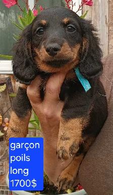chiot teckel - Photo 8