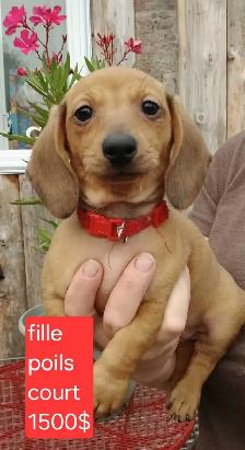 chiot teckel - Photo 9