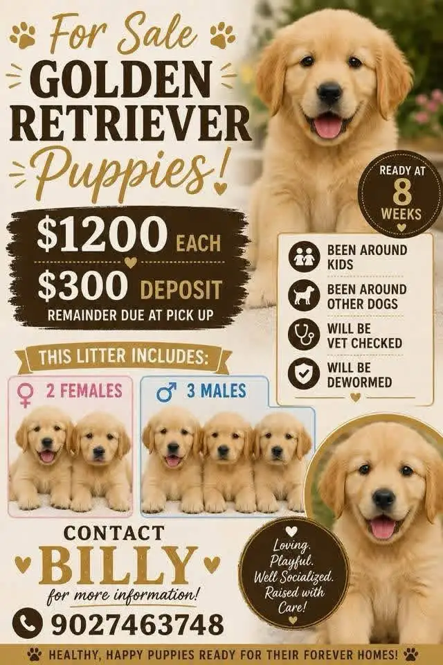 Golden Retriever Puppies for Sale