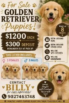 Golden Retriever Puppies for Sale
