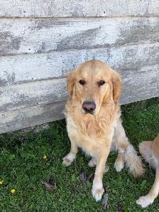 Golden Retriever Puppies for Sale - Photo 2
