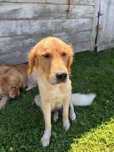Golden Retriever Puppies for Sale - Photo 3