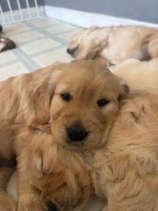 Golden Retriever Puppies for Sale - Photo 4