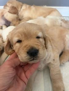 Golden Retriever Puppies for Sale - Photo 5