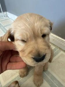 Golden Retriever Puppies for Sale - Photo 6