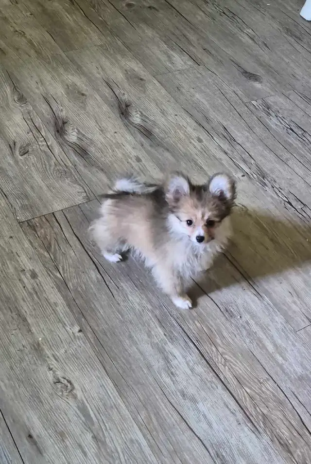 Pomeranian / Papillon Female Puppies