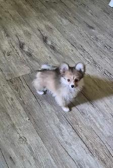 Pomeranian / Papillon Female Puppies