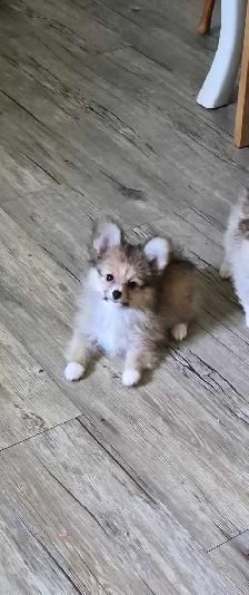 Pomeranian / Papillon Female Puppies - Photo 2